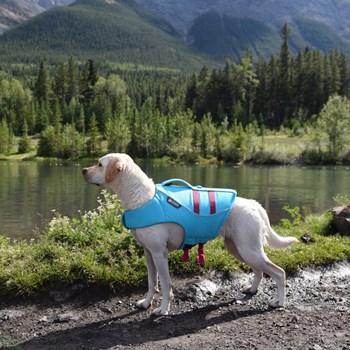 Are Dog Life Vests Just For Boat Use