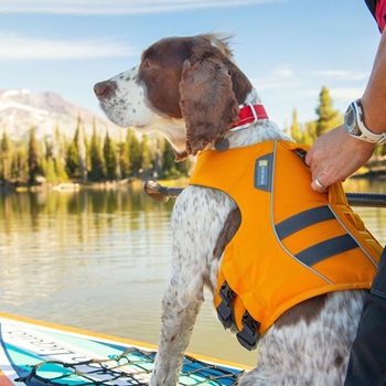 Best Dog Life Jacket