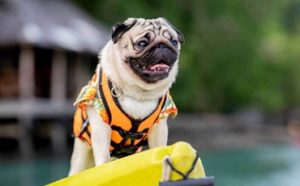 Best Dog Life Jackets Featured