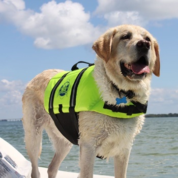 Dog Life Jacket Buying Guide