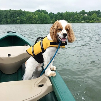 Safety Tips For Dog Life Jackets